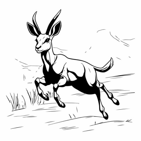 Running gazelle. black and white vector illustration in sketch s