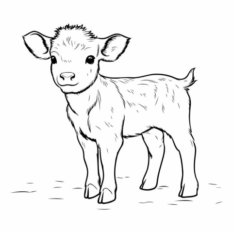 Vector image of a small calf on a white background. Farm animal.