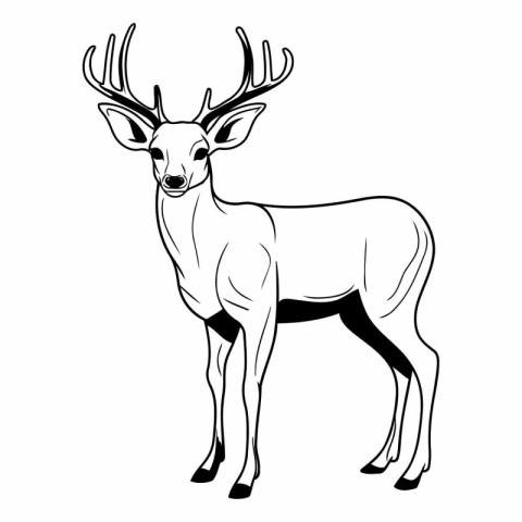 Deer isolated on white background. Black and white vector illust