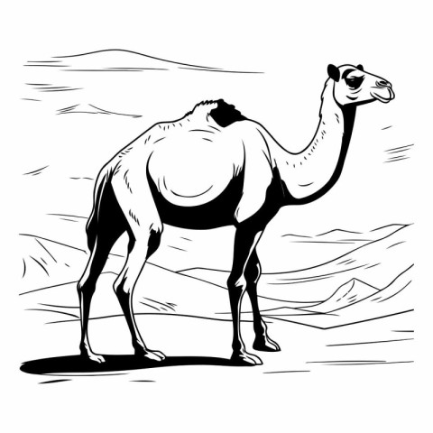 Camel in the desert in black and white colors