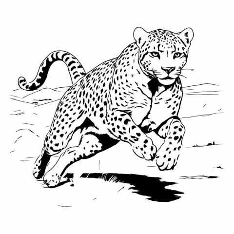 Cheetah running on the road. sketch vector graphics monochrome i