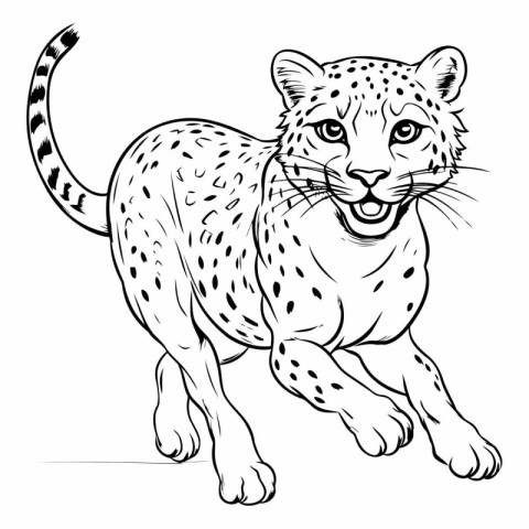 sketch of a cheetah isolated on a white background