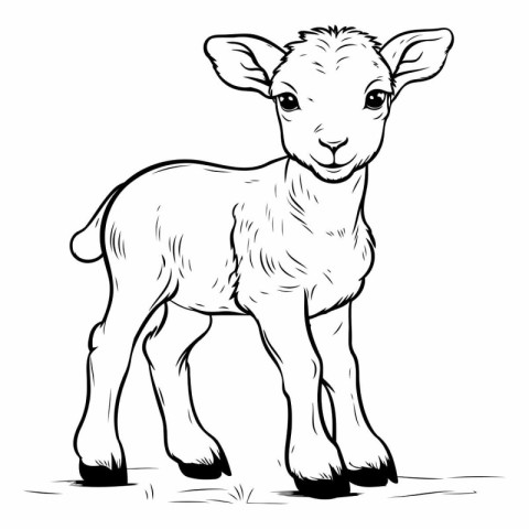 Vector image of a young lamb standing on a white background. Far