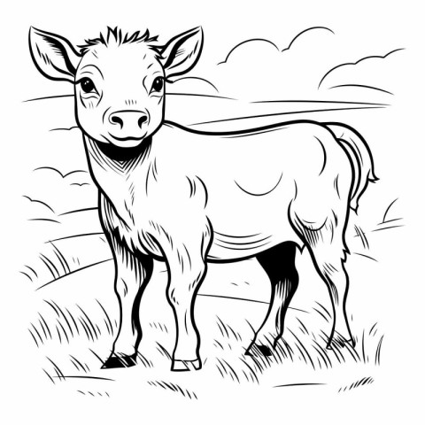 Cow on a meadow in black and white colors.