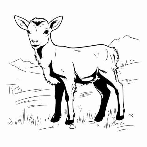 Black and white vector illustration of a young goat standing in