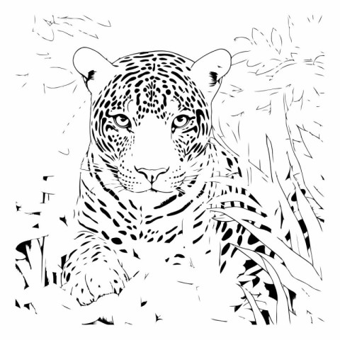 Jaguar - black and white vector illustration of a wild animal