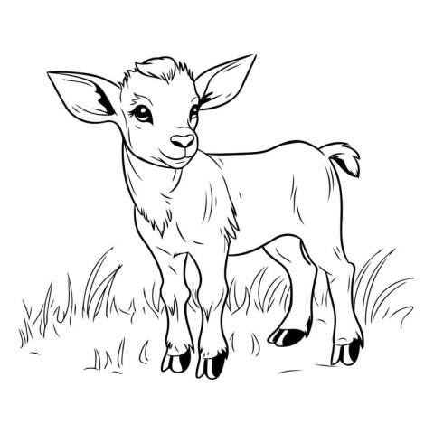 Vector image of a young baby goat on a meadow. Hand-drawn illust