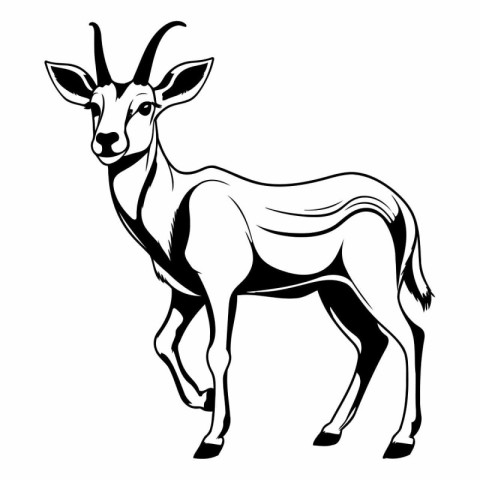 Vector image of antelope on a white background. Black and white