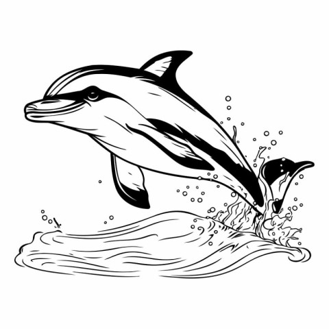 Dolphin jumping out of the water in black and white.