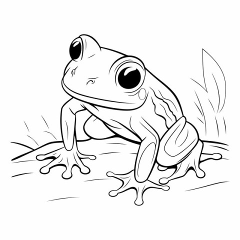 illustration of a frog on a white background.