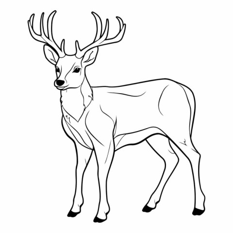 Deer isolated on a white background of a deer.