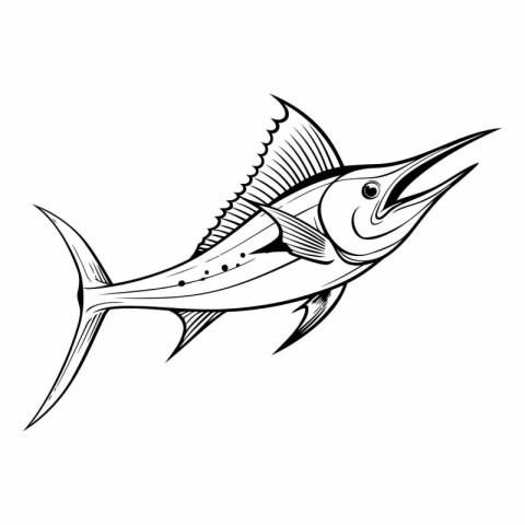 Vector image of a blue marlin fish on a white background.