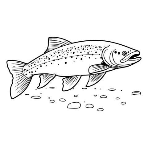 Rainbow trout. Black and white vector illustration of a trout.