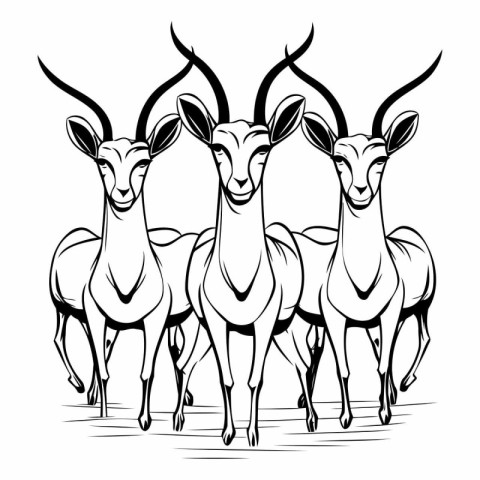 Black and white illustration of a group of gazelle in line art s