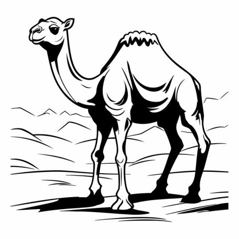 Camel in the desert of a camel in the desert.